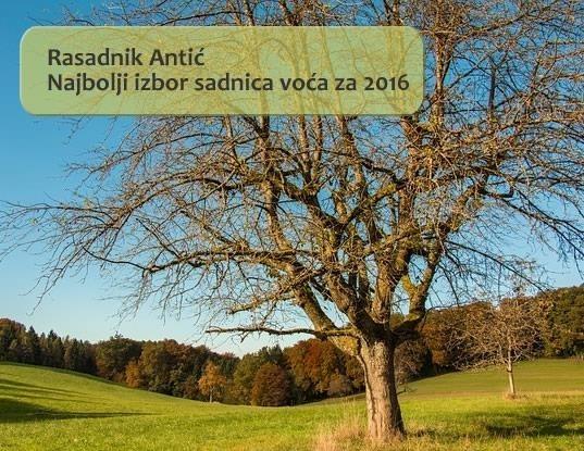 Sadnice-voća-HIT-CENA