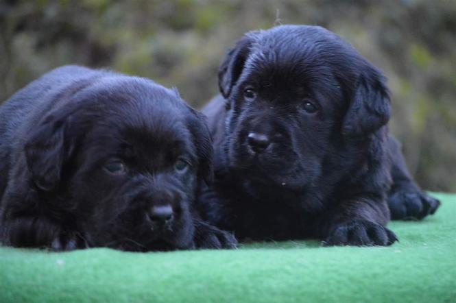 Labrador Retriver štenad 