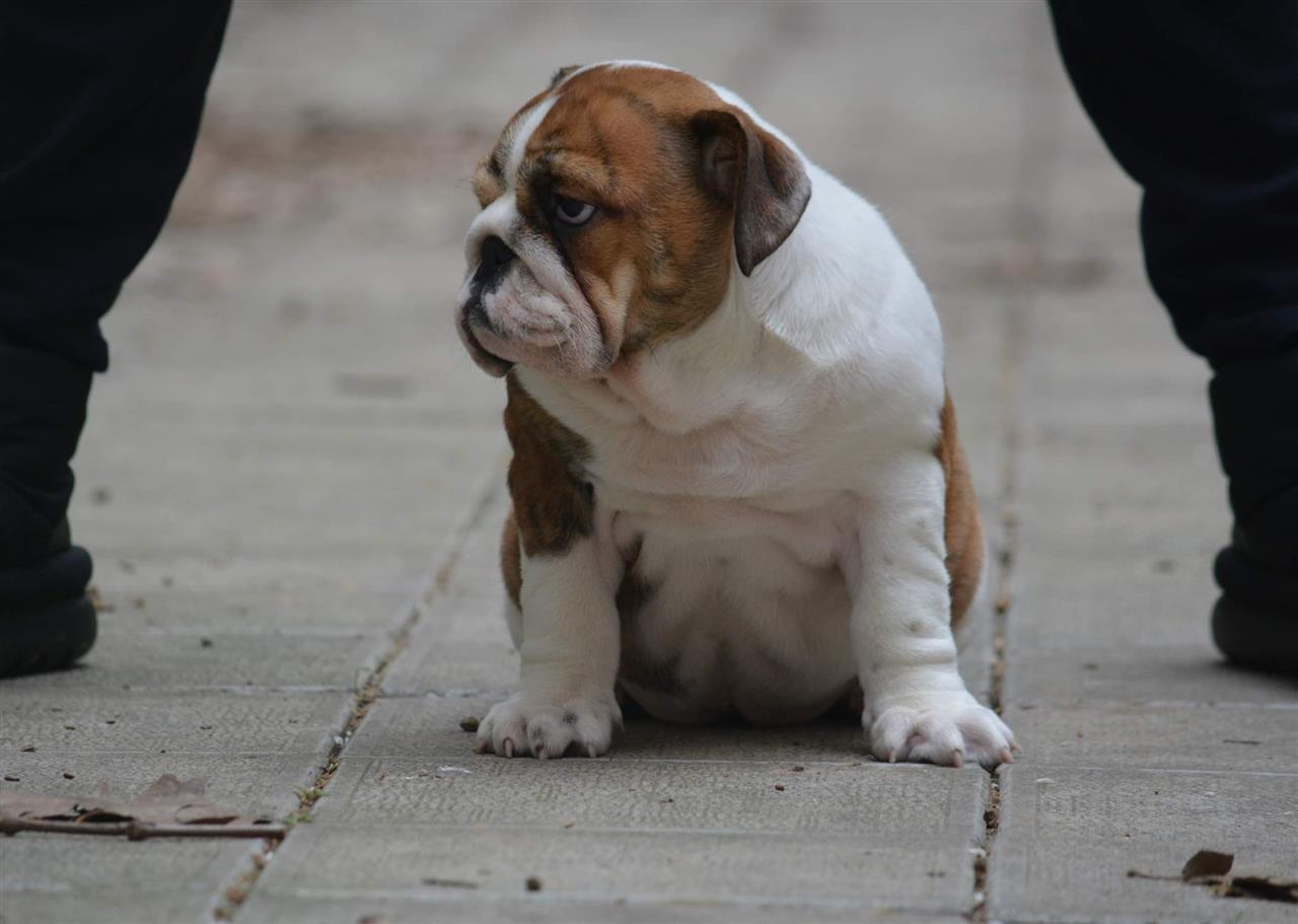 Engleski-buldog