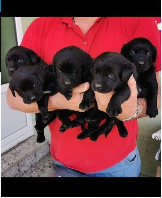 Labrador-Retriver-štenci-