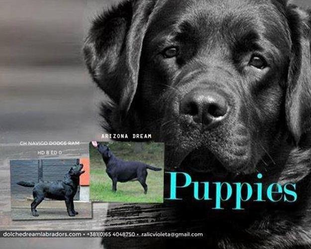 Labrador retriver stenci 
