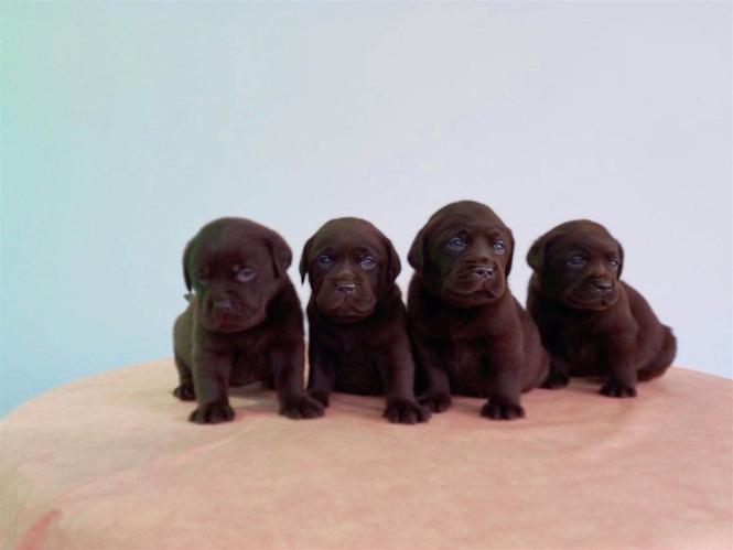 Labrador, štenci