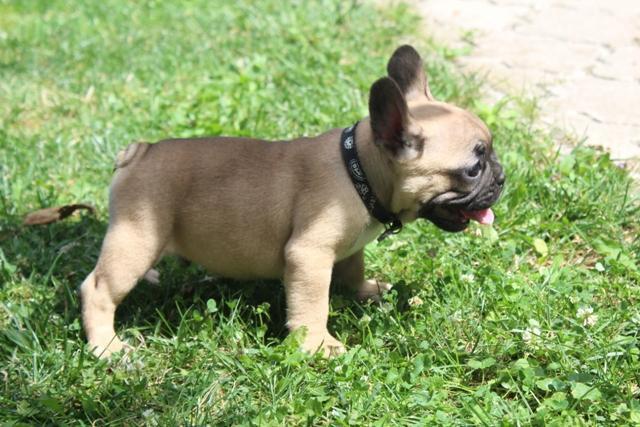 Francuski-Buldog-štenci