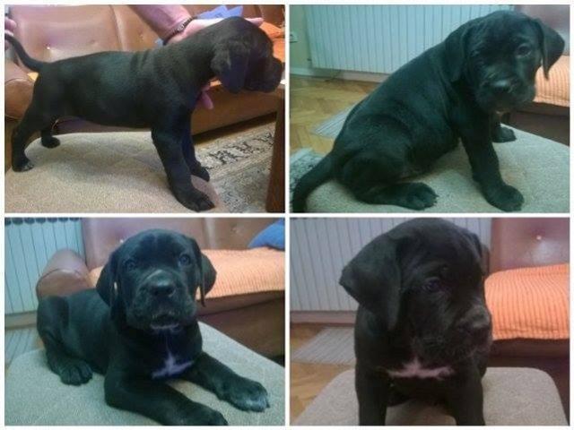Cane Corso - A leglo