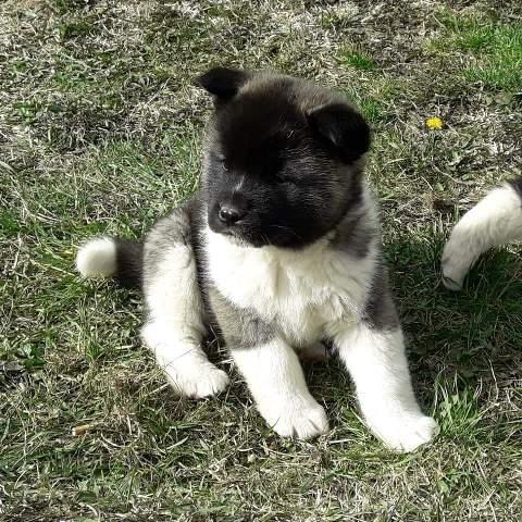 Američka-Akita--štenci