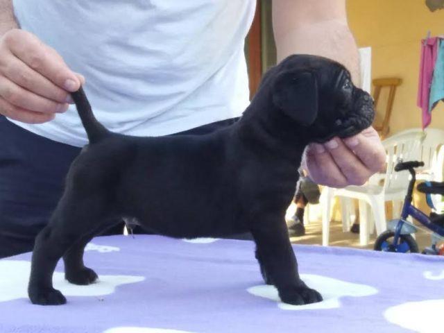 Cane-Corso--prelepi-štenci-