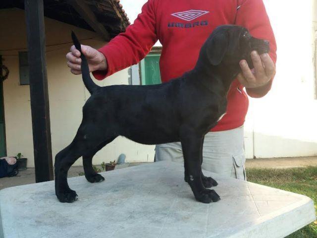 Cane-corso-