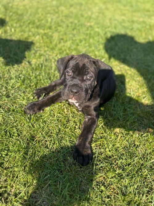 Cane-Corso-štenci