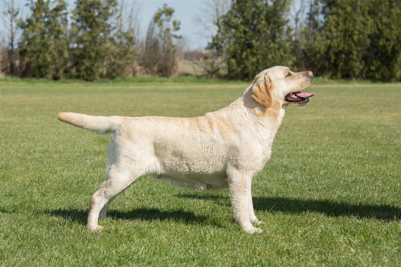 Labrador-retriver-štenci-