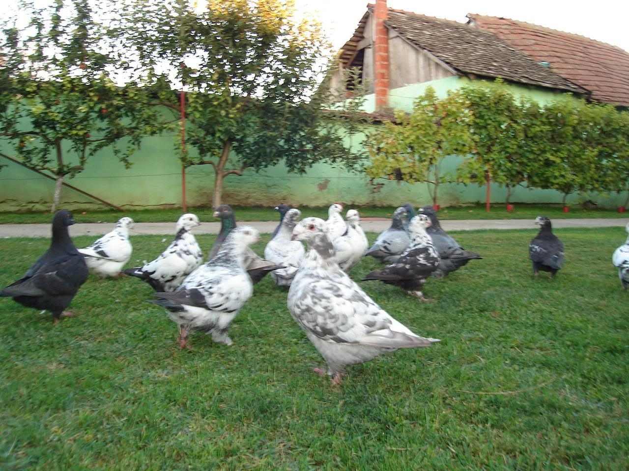 Americki-dzinovski-postari