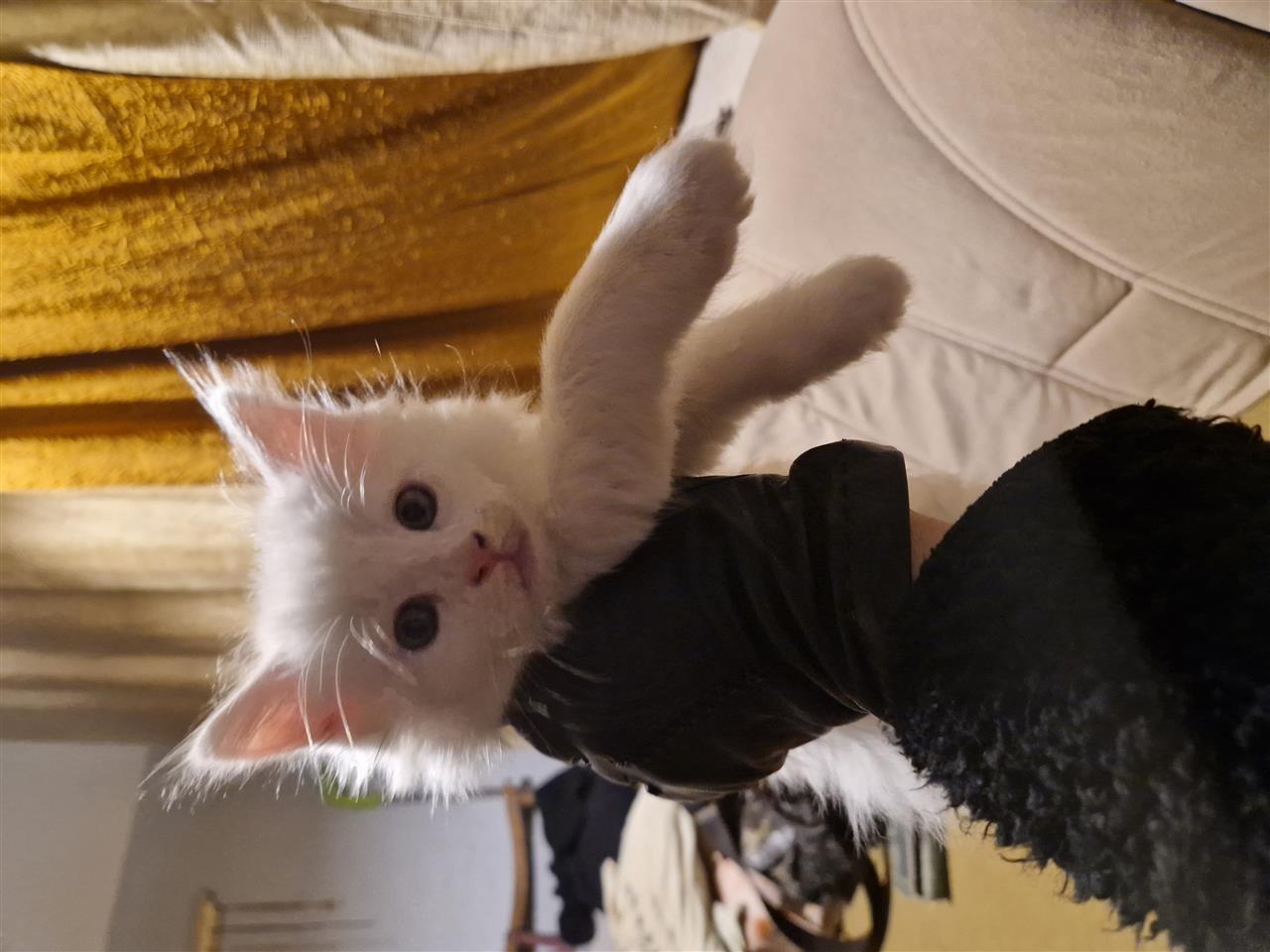 Maine-Coon-mačići