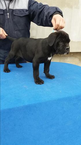 Cane Corso stenci 