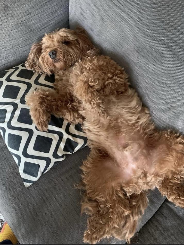 Labradoodle-F1b