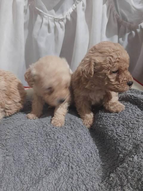 Maltipoo-štenci