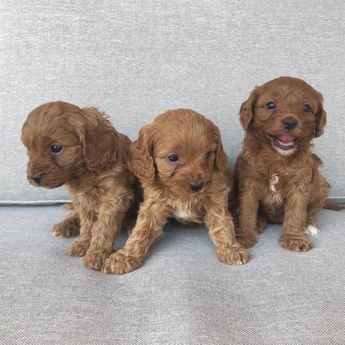 Štenci Cavapoo F1b