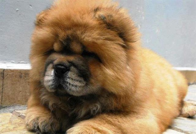 Chow chow stenad