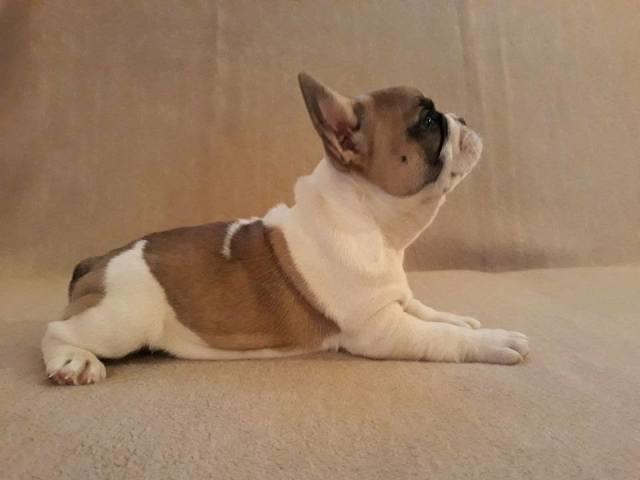 Francuski-buldog--stenad
