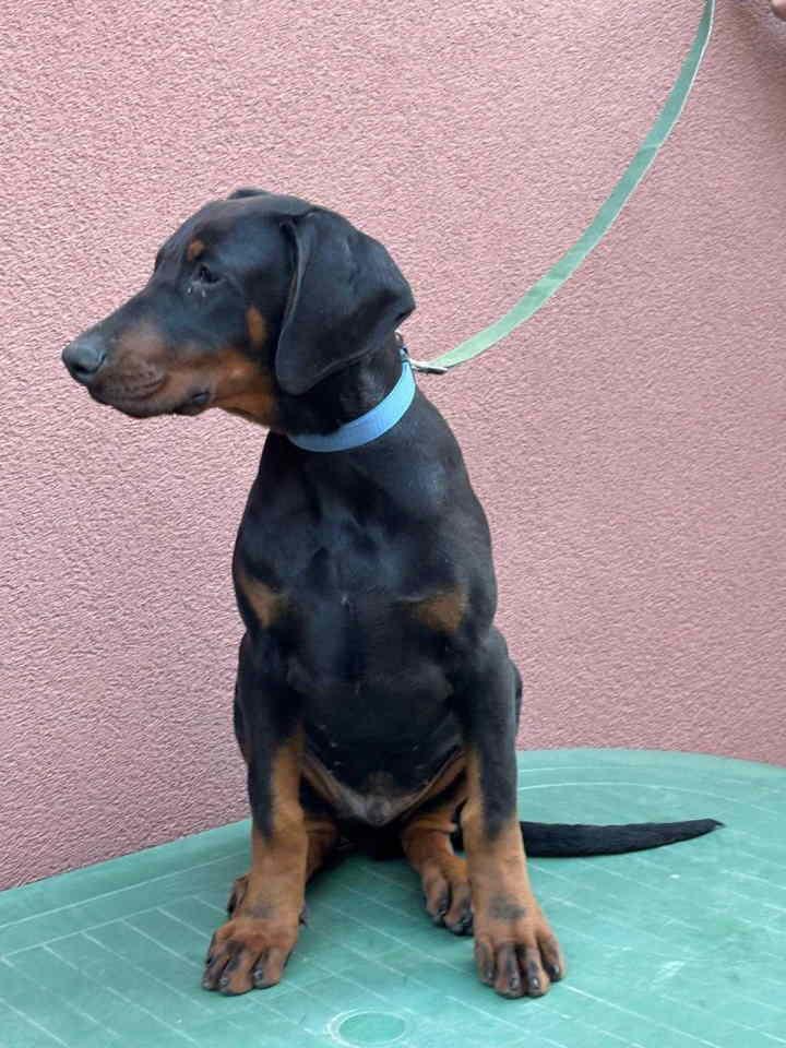 Doberman-muško-štene