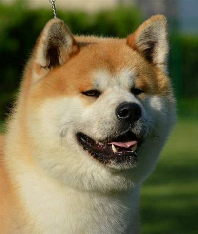 Akita-inu-stenci