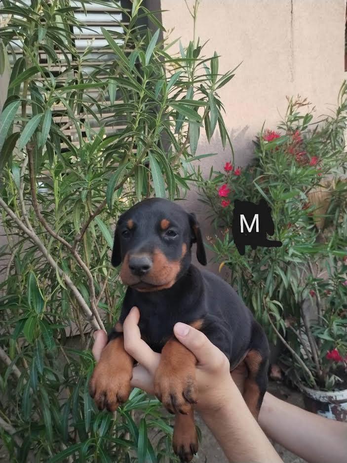 Doberman-štenci