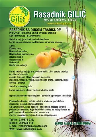 Sadnice Kajsije