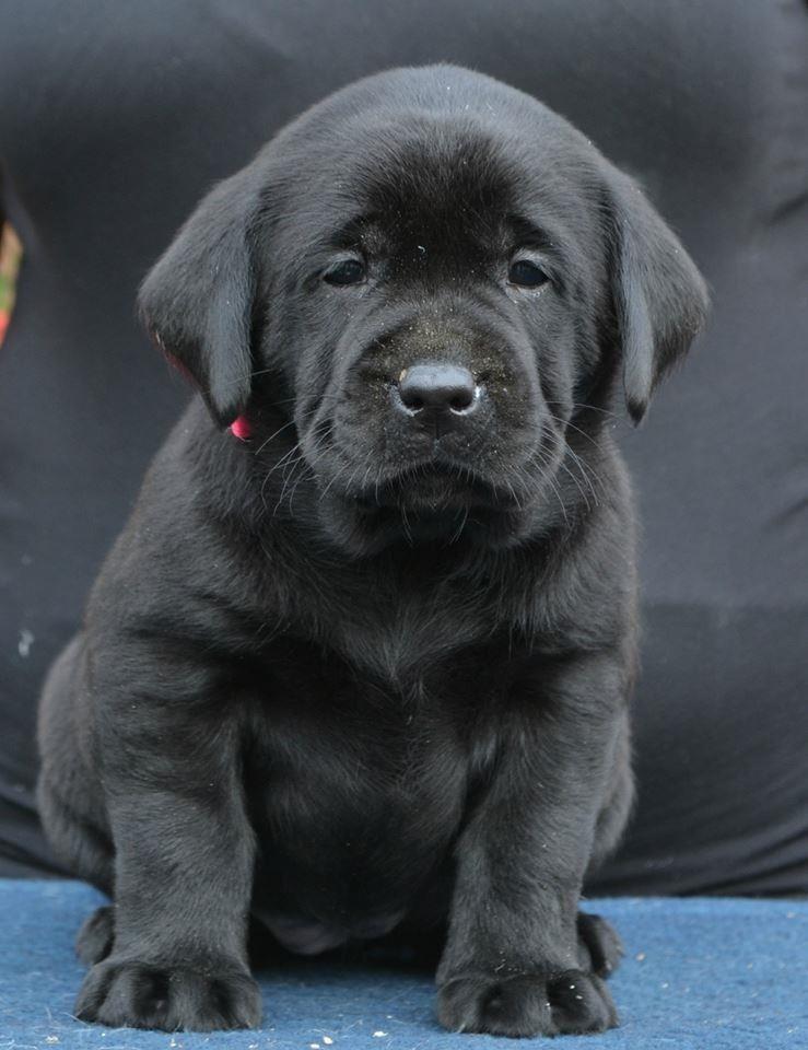 Labrador-stenci