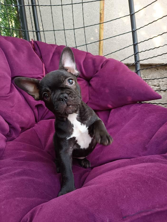Francuski-buldog