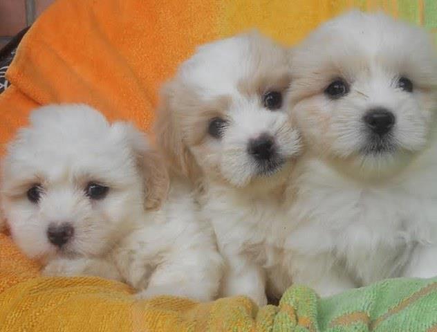 Coton-de-Tulear---prelepi-stenci