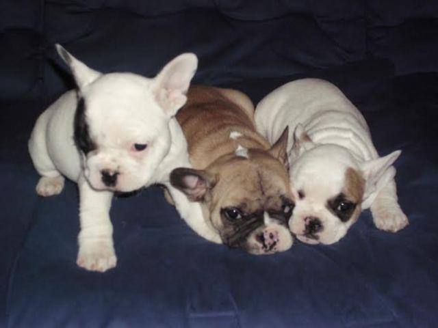 Francuski-buldog--vrhunsko-leglo