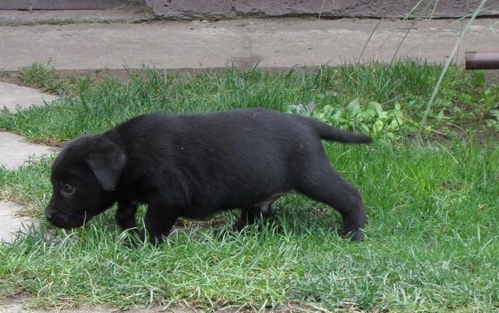 prodajem-labrador-retriver-stenad