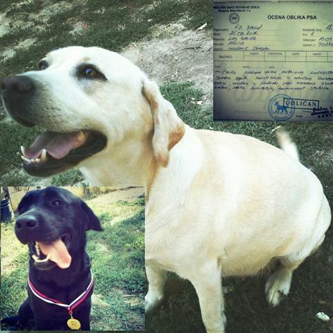 Labrador-Retriver-vrhunski-stenci-