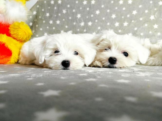 Mini Maltezer