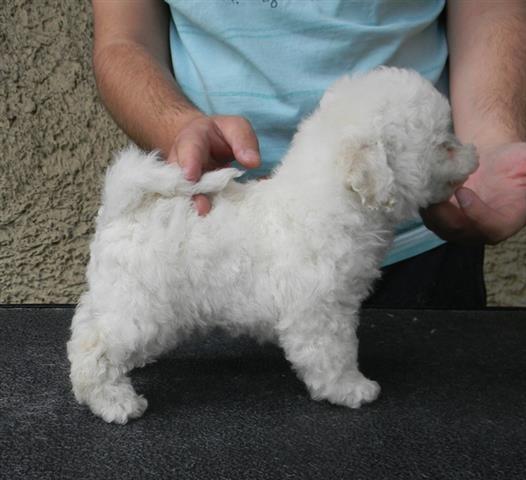Kovrdzavi bison stenad