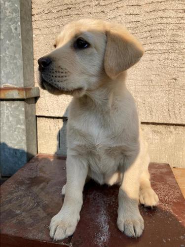 Labrador retriver stenci