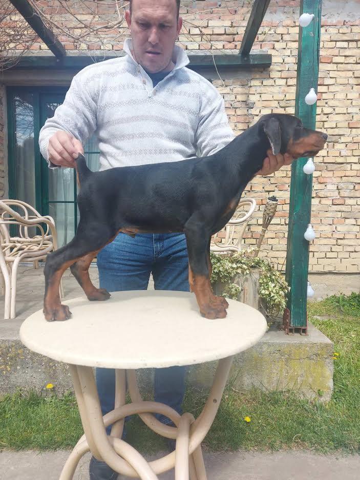 Doberman-štenci--