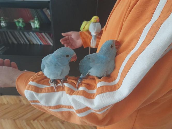 Rucno hranjeni papagaji
