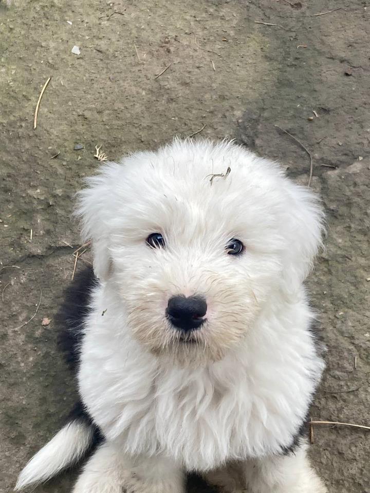 Bobtail-štenci