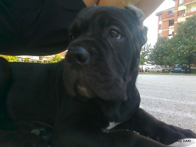 Cane-corso---vrhunska-stenad