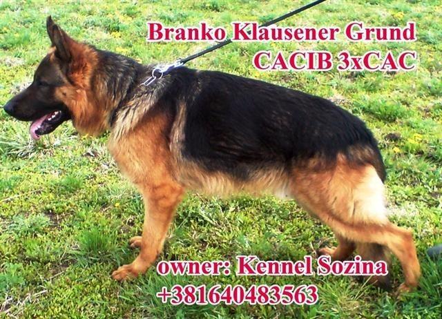 Importovan iz Nemačke za parenje CACIB pas
