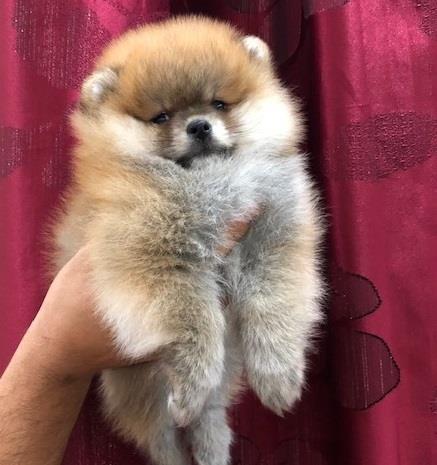 Pomeranac, Boo štenci