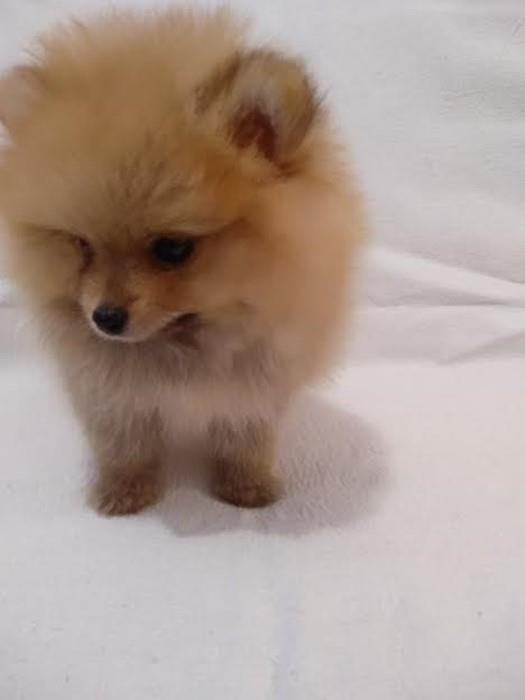 Pomeranac-boo