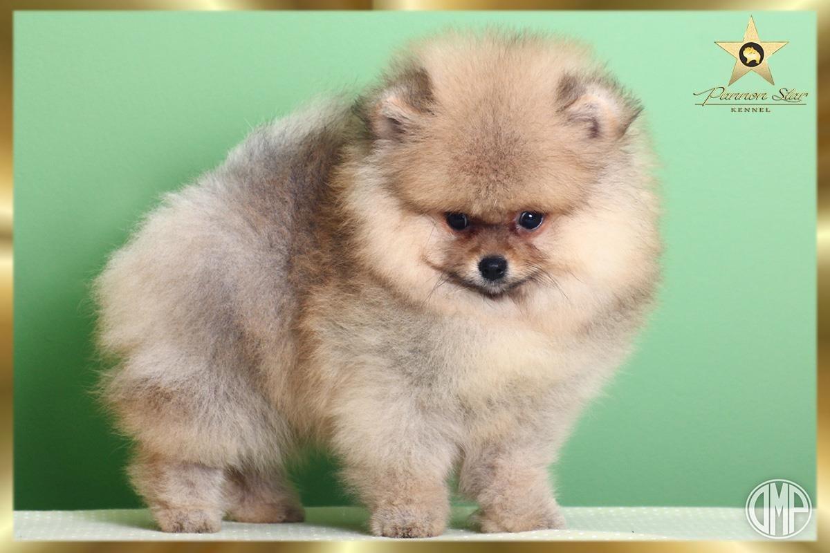 Pomeranski-spic