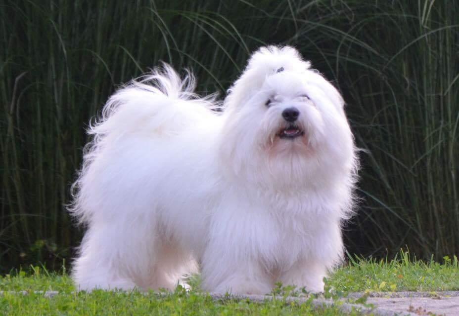 Coton-de-Tulear