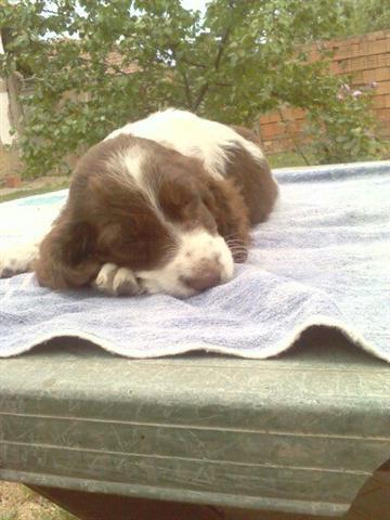 Engleski-springer-spanijel