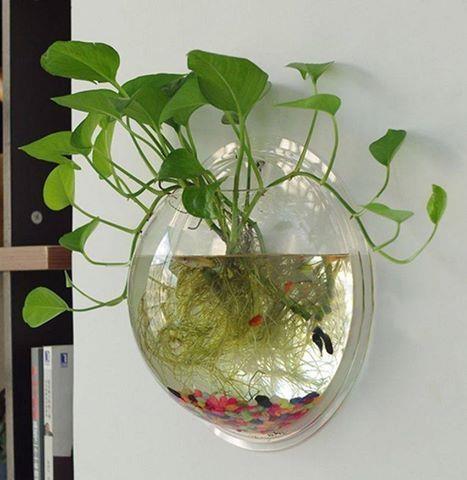 Mini-zidni-akvarijum