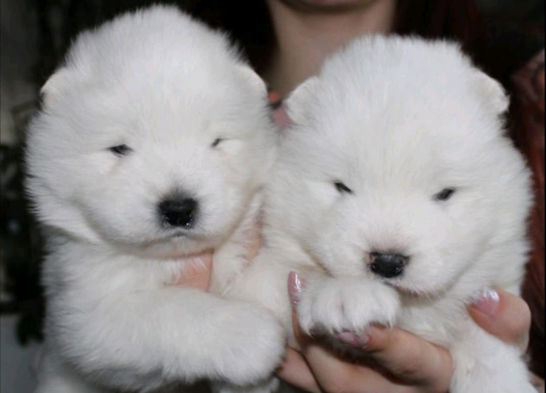 Samojed-štenci