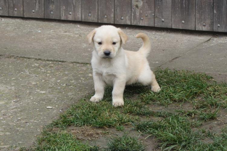 Labrador-retriver-stenci-na-prodaju