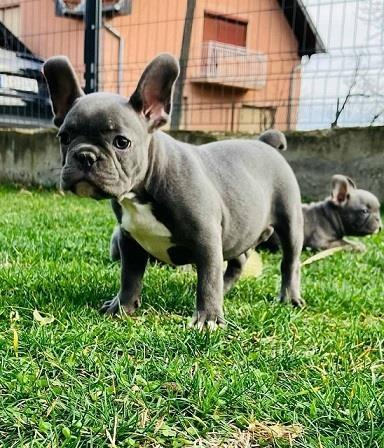 Francuski-buldog-štenci-plave-boje