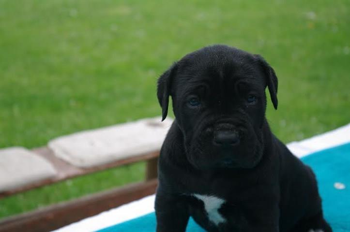 Cane-Corso---stenci-vrhunskog-porekla