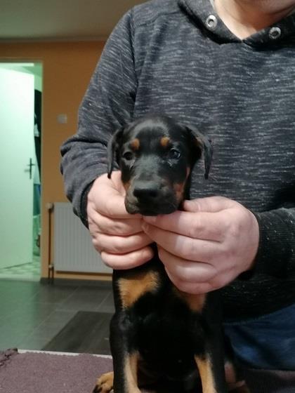 Doberman-štenci